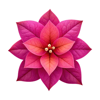 Close up of a vibrant pink poinsettia flower. png
