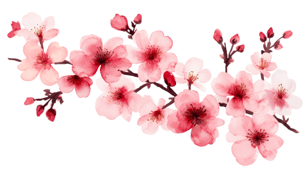 Watercolor painting cherry blossom branch, flower, spring, floral, petal, cut out transparent png
