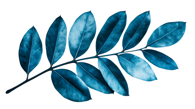 Blue leaves on branch, botanical illustration, monochrome, cut out transparent png