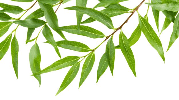 Green willow tree branch with foliage, leafage, cut out transparent png