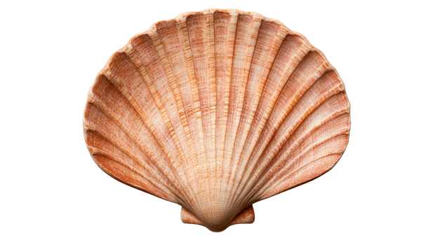 Scallop seashell close up view, marine decor pattern , cut out transparent png