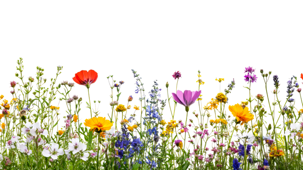 Colorful flowers, plants meadow variety, isolated floral nature background, cut out transparent png