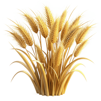 extraordinary rustic Golden Hour Meadow Grasses Isolated Transparent Background premium png