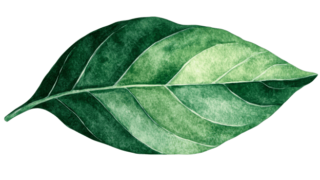 Leaf illustration watercolor drawing, natural green plant , cut out transparent png