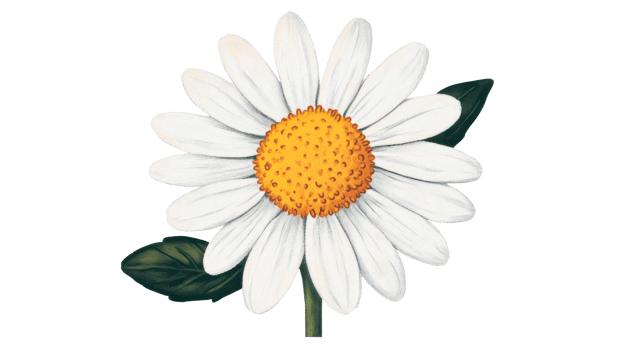 Vintage Botanical Daisy Illustration, Single Bloom with Leaves, cut out transparent png
