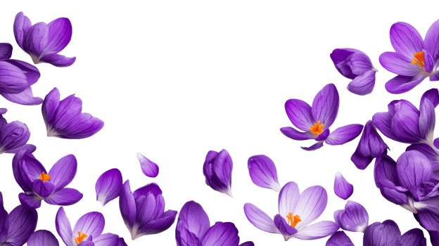Purple Crocus Flowers on a Black Background, cut out transparent png