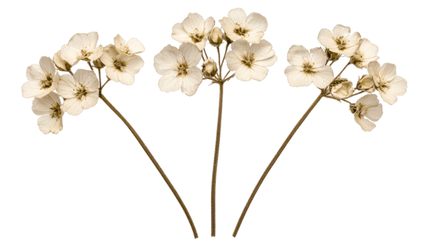 Sprigs of dried geranium flowers with delicate petals, cut out transparent png