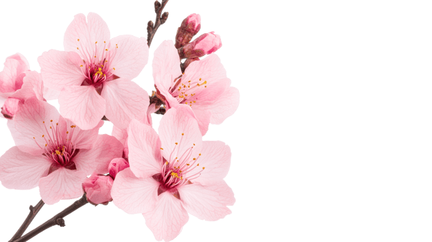 Almond blossoms with beautiful pink petals, flowering branch, cut out transparent png