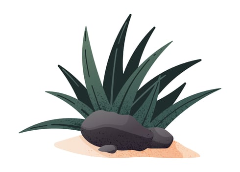 Tropical Desert Plant with Volcanic Rocks. Exotic Agave or Aloe Vera Style Illustration in Natural Tones, Isolated on White Background vector