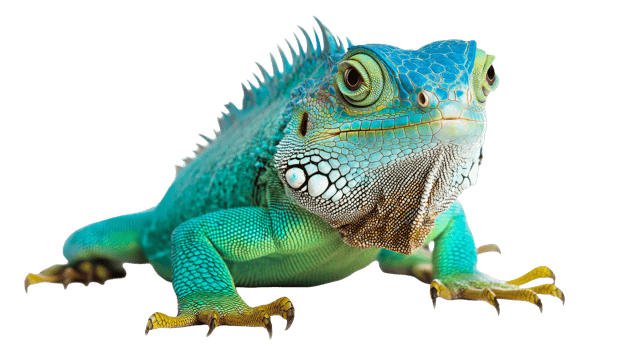 Detailed blue iguana portrait on black, reptilian skin texture, cut out transparent png