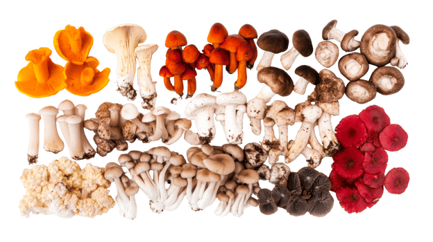 Assorted mushrooms, colorful, varied types, edible, gourmet, cut out transparent png