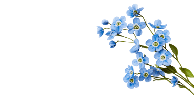 Delicate blue flowers on black background, floral arrangement, cut out transparent png