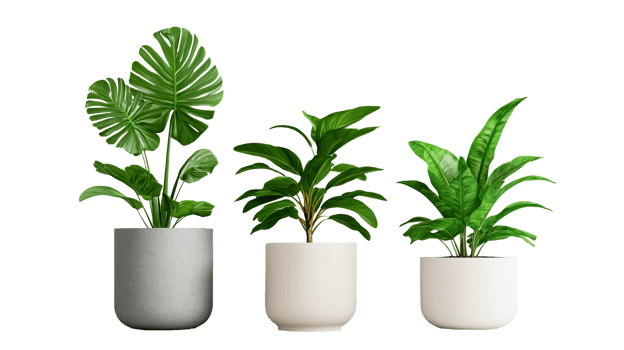 Collection of indoor plants, foliage in pots, decoration elements , cut out transparent png