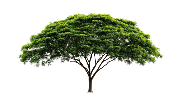 Lush green tree isolated, cut out transparent png