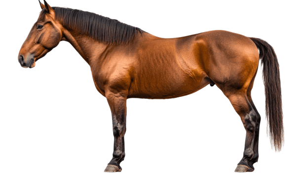 Elegant brown horse stands proudly, isolated, cut out transparent png