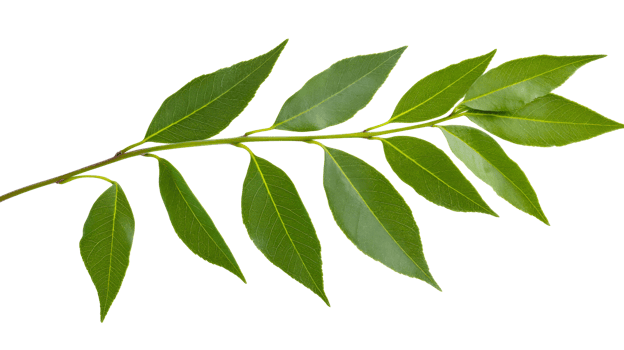 Willow tree leaves branch with green foliage, nature concept, cut out transparent png