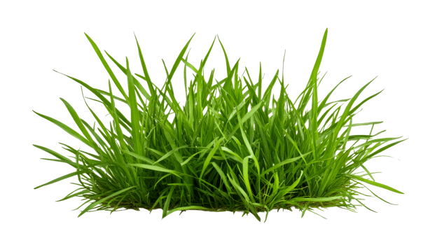 Lush green grass clump with slender blades, cut out transparent png
