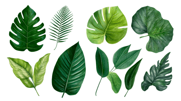 Watercolor tropical leaves isolated, botanical green foliage, cut out transparent png
