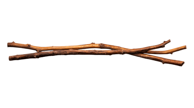 Two dry wooden branches, natural decor element, cut out transparent png