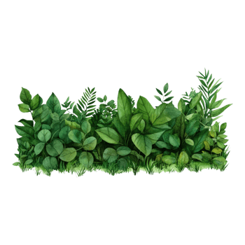Lush Green Leaves and Foliage Displaying Natural Beauty and Vibrant Color png