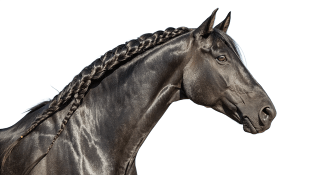 A black horse with braids on its head png