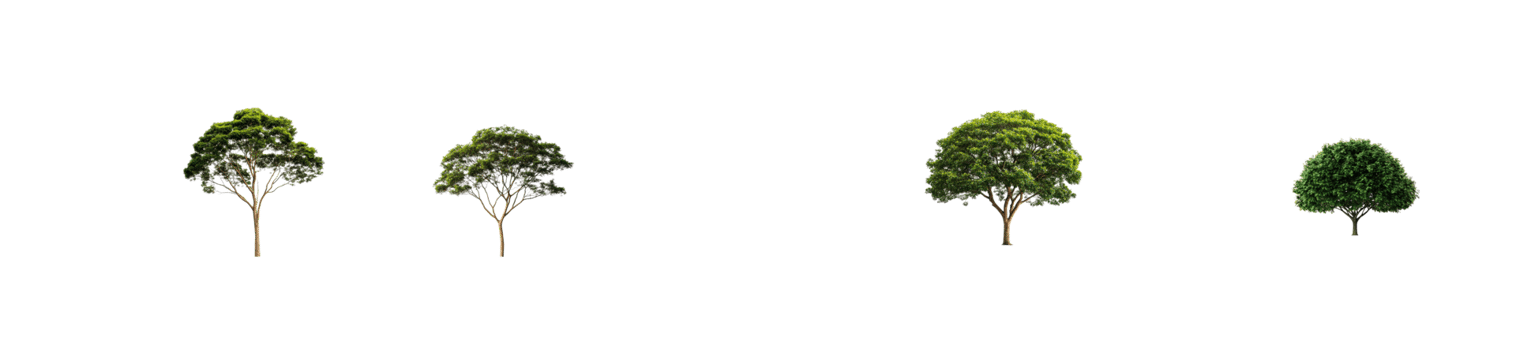 Variety of Trees against Black Backdrop, cut out transparent png