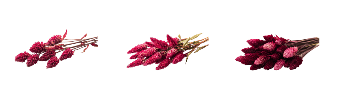 Burgundy Celosia argentea flower heads, three bunches, dark background, cut out transparent png