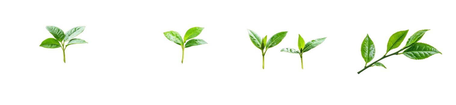 Tea Leaves sprout various stages of growth, cut out transparent png