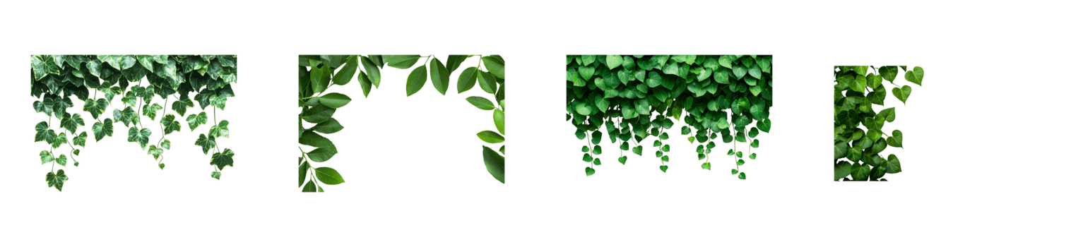 Green foliage of tropical plants, cut out transparent png