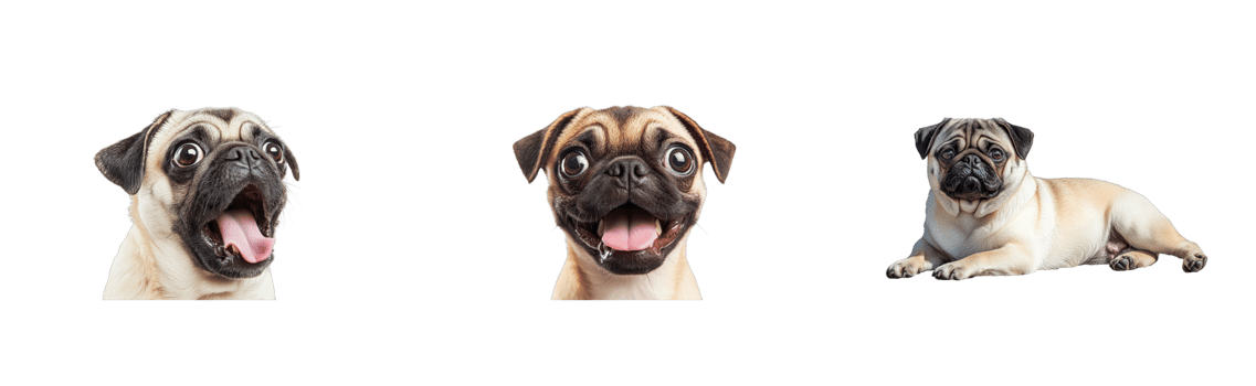 Three adorable pug dogs portraits with different expressions, cut out transparent png
