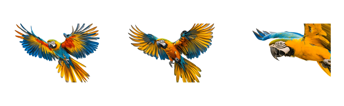 Three flying macaw parrots with colorful feathers, cut out transparent png
