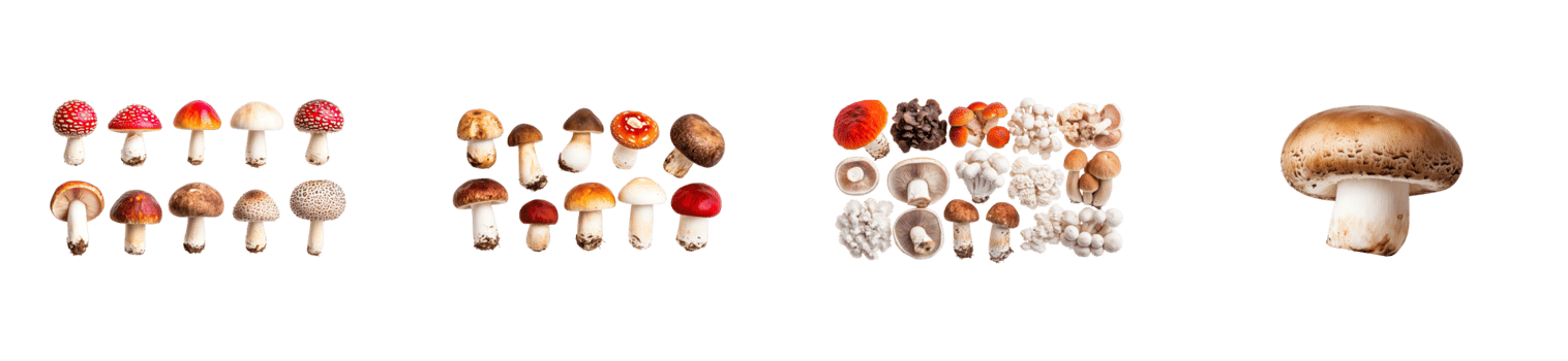Variety of mushrooms displayed on a transparent background png