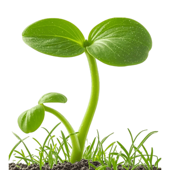 green plant growing in soil on transparent background. png