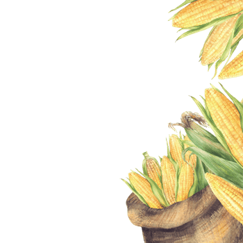 Sack with yellow corncobs Canvas bag with harvested golden maize cobs square frame. Watercolor agricultural realistic painted illustration for farm, food, oil label template. Isolated from background png