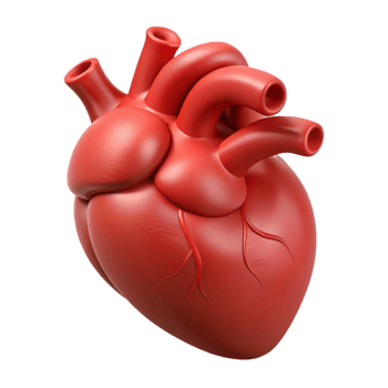 beautiful bohemian Hyper-specific, professional render of a single, human heart, anatomically correct, isolated cutout with Transparent Background perfect clarity png