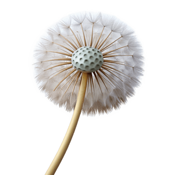 intense breathtaking Photorealistic, isolated cutout of a single, dandelion seed head with Transparent masterfully captured png
