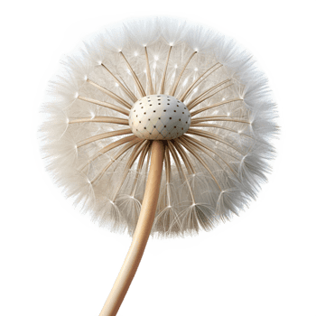 splendid distinguished Photorealistic, isolated cutout of a single, dandelion seed head with Transparent png