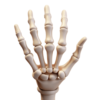 rare artistic A skeleton hand reaching upwards with Transparent Background perfect clarity png