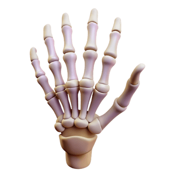 timeless classic A skeleton hand reaching upwards with Transparent Background studio quality png