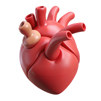 melancholic hypnotic A stylized human heart, anatomically correct, pulsating gently with Transparent Background authentic png