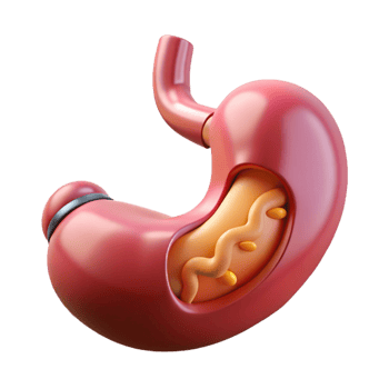 stunning creative Professional render, hyper-specific isolated cutout of a biomechanical artificial stomach with digestive enzymes and nutrient absorption systems with Transparent Background refined png