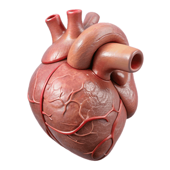 extraordinary abstract Realistic Human Heart Anatomical View Cutout original png