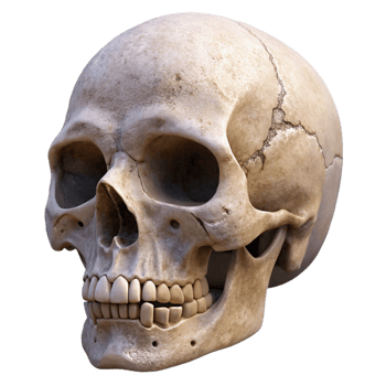 vibrant abstract Realistic Human Skull Cutout with Front View Angle authentic png