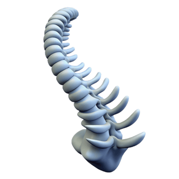 splendid intense futuristic Isolated cutout, ultra-detailed professional render of a single spine from a Chimera with Transparent Background detailed png