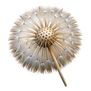 picturesque coastal Hyper-specific, professional render, isolated cutout, photorealistic single, dandelion seed head with Transparent Background gallery standard png