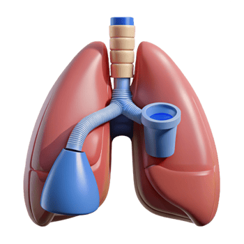 acclaimed avant-garde Ultra-detailed, isolated cutout, biomechanical lung with filtration system with Transparent Background authentic png