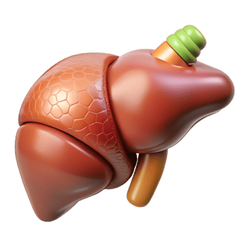 calm sumptuous Ultra-detailed, isolated cutout, biomechanical liver with enhanced detoxification capabilities with Transparent Background exclusive png