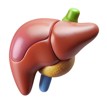 extraordinary coveted Ultra-detailed, isolated cutout, biomechanical liver with enhanced detoxification capabilities with Transparent Background png
