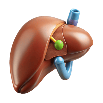 mesmerizing playful urban Ultra-detailed, isolated cutout, biomechanical liver with enhanced detoxification capabilities with Transparent Background crisp png