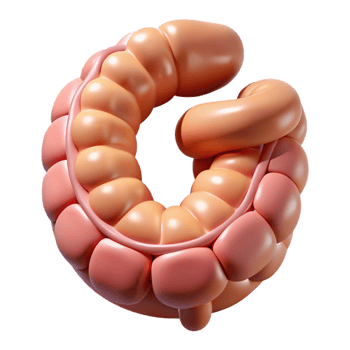mysterious dramatic Hyper-specific, photorealistic render of a biomechanical intestine segment with enhanced digestion capabilities, isolated cutout with Transparent Background high quality png